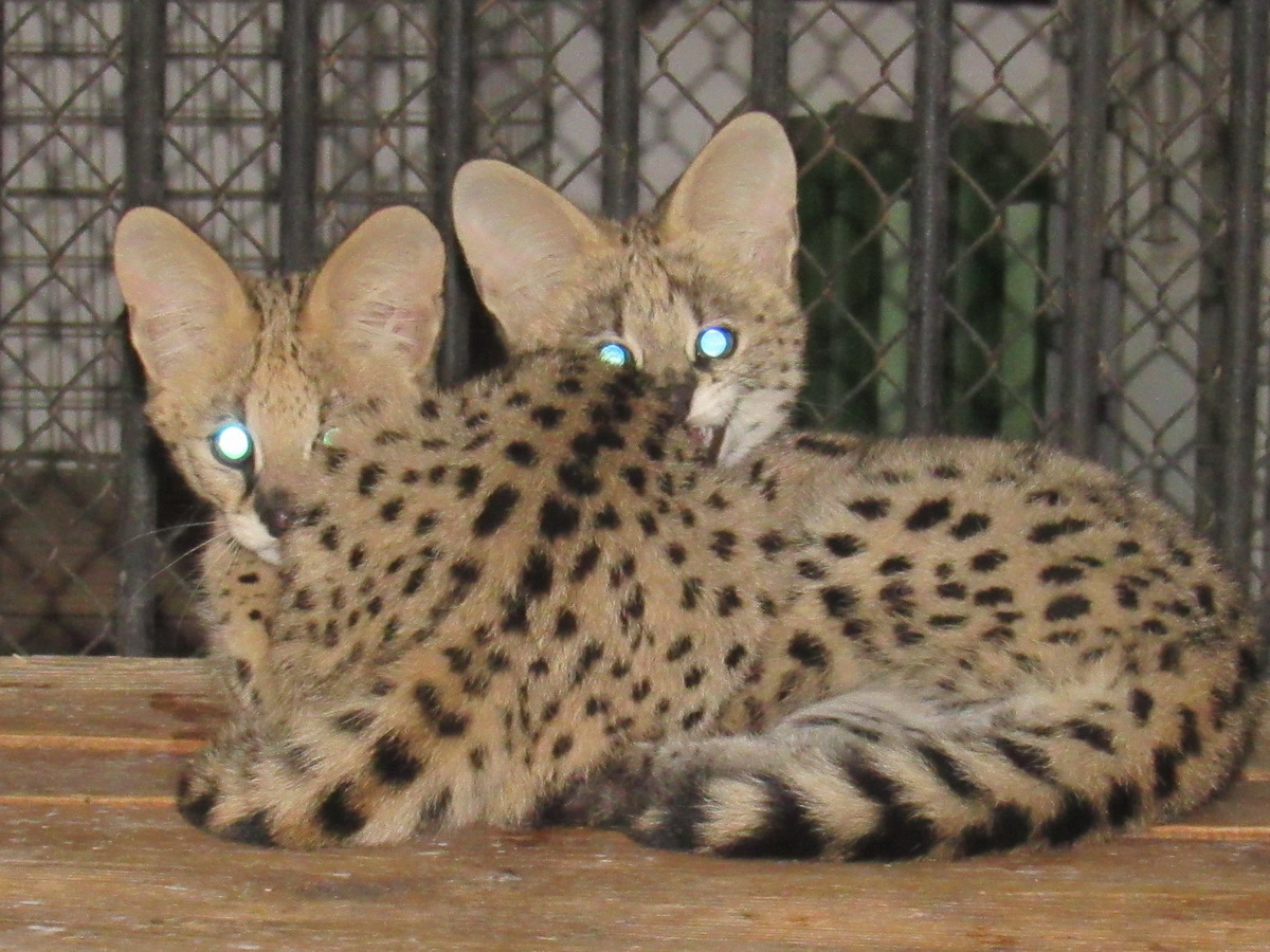 Кошенят сервалів