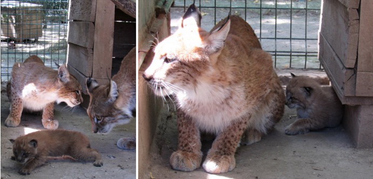 Рись Зара та її дитинчата