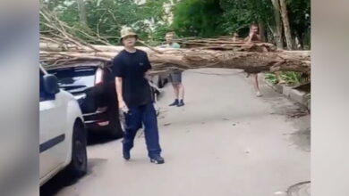 Дерево впало на авто