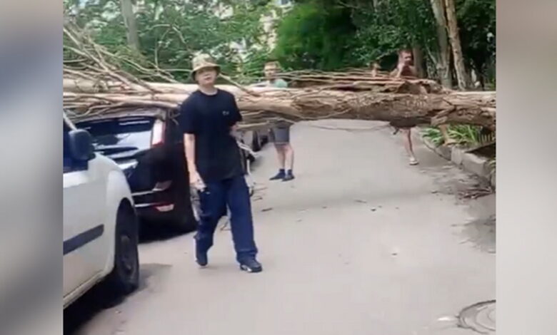 Дерево впало на авто