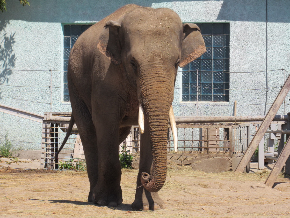 Світовий день слонів