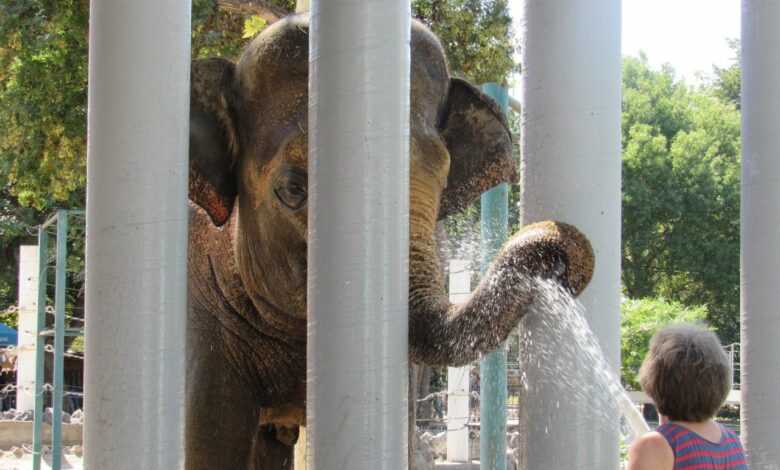 У зоопарку живуть два азійських слона