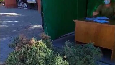 «Вирви амброзію - зароби кошти»