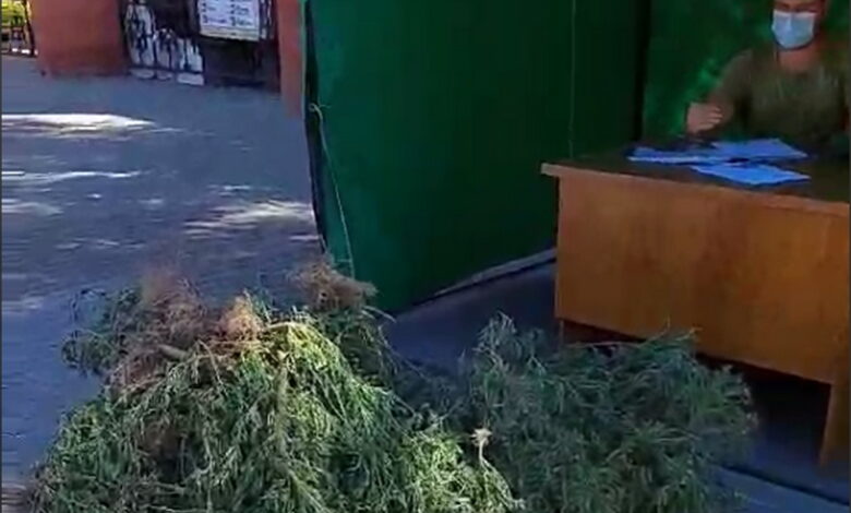 «Вирви амброзію - зароби кошти»