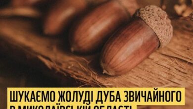 збір жолудів