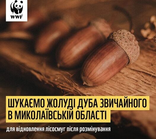 збір жолудів