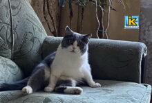 Киця в Корабельному районі також чекає на опалення