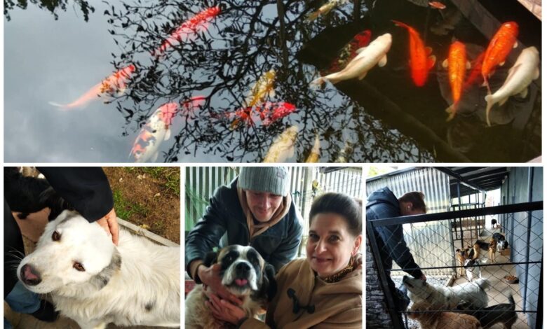 Притулок для тварин