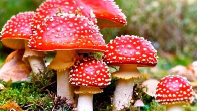 гриб мухомор