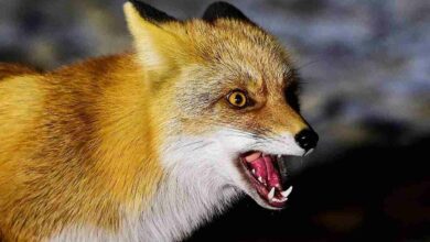 Сказ. Лисиця