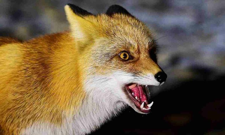 Сказ. Лисиця