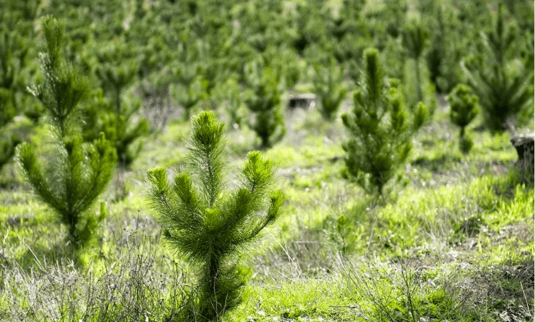 молодий ліс