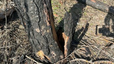 Пошкоджений стовбур дерева після пожежі