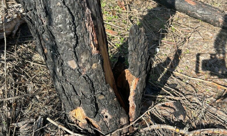 Пошкоджений стовбур дерева після пожежі