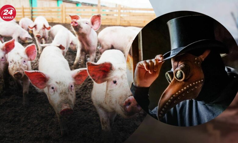 АЧС. Ілюстрація