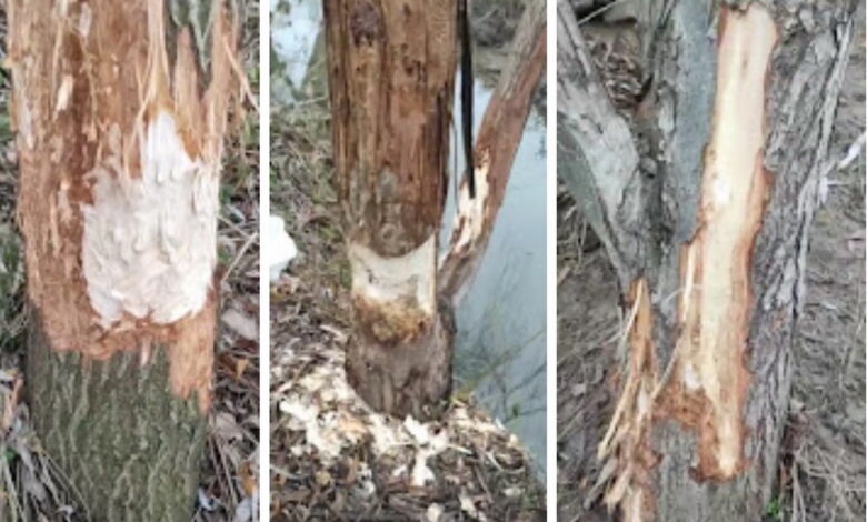 Дерева у парку Богоявленському