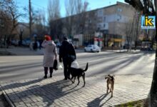 безпритульні тварини