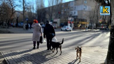 безпритульні тварини