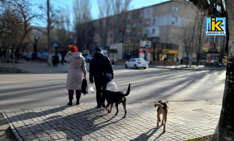 безпритульні тварини