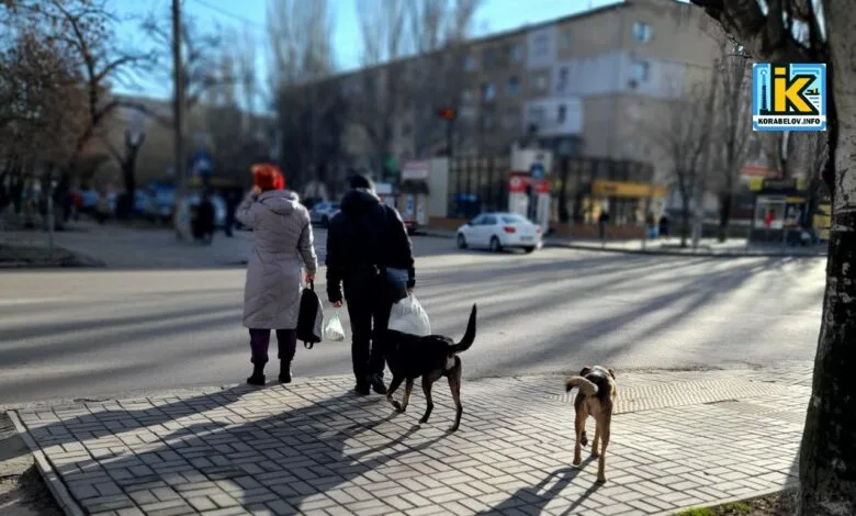 Безпритульних тварин у Миколаєві офіційно порахували