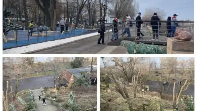 обрізані дерева, оглядовий майданчик
