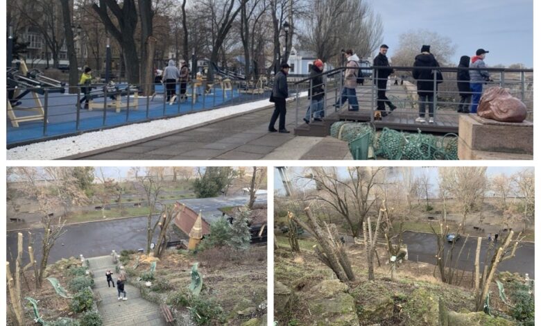 обрізані дерева, оглядовий майданчик