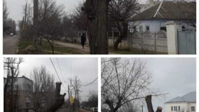 обрізані дерева на Океанівській