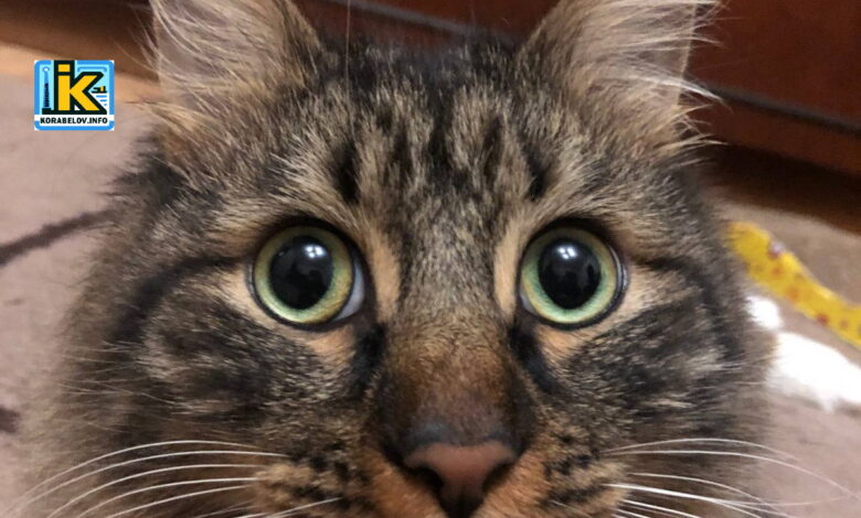 Кіт, здивування