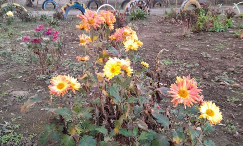 Січень у Корабельному