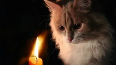 Відсутність світла