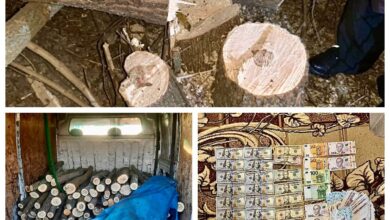 Зрубані дерева та отримані гроші. У підсумку - 7 років за гратами