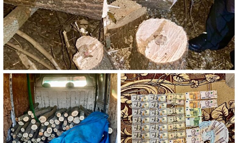 Зрубані дерева та отримані гроші. У підсумку - 7 років за гратами