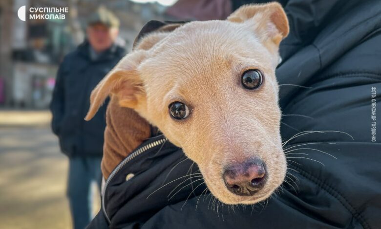 Виставка-прилаштування