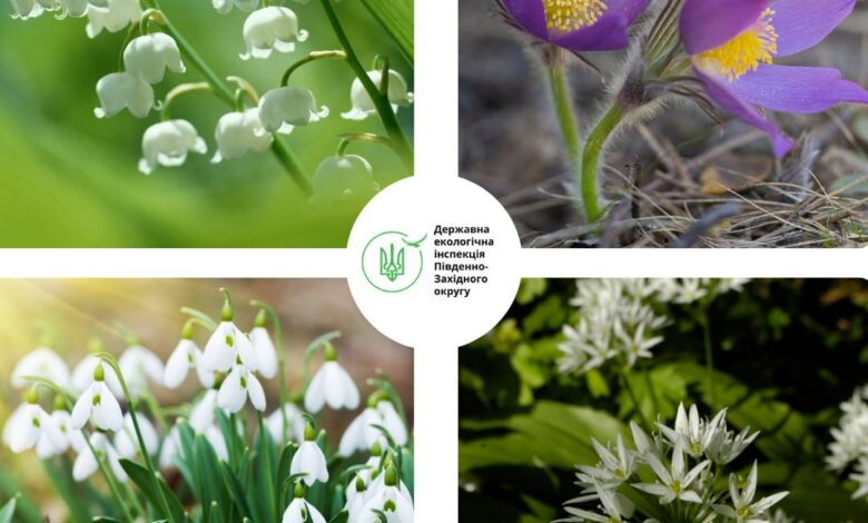 Збережемо первоцвіти разом!