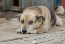 Безпритульний собака (ілюстрація))