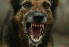 Скажена собака