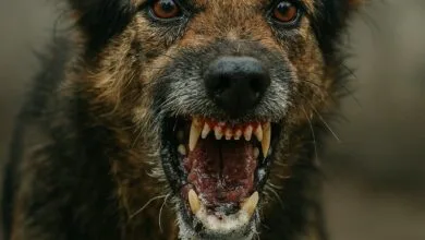 Скажена собака