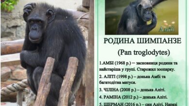 Шимпанзе Амбі, прощавай