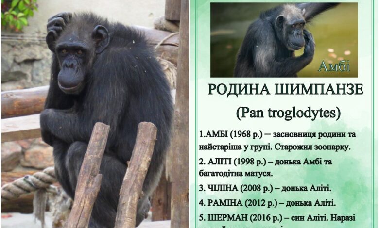 Шимпанзе Амбі, прощавай