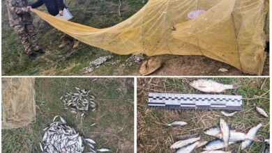 Знаряддя незаконного вилову та браконьєрська здобич