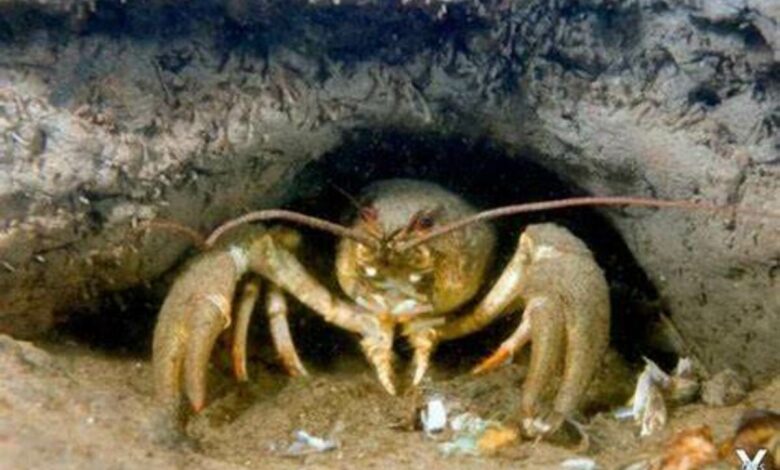 Рака не хочете? Всього по 3125 грн за штучку...