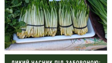 Продаж черемші поза законом!