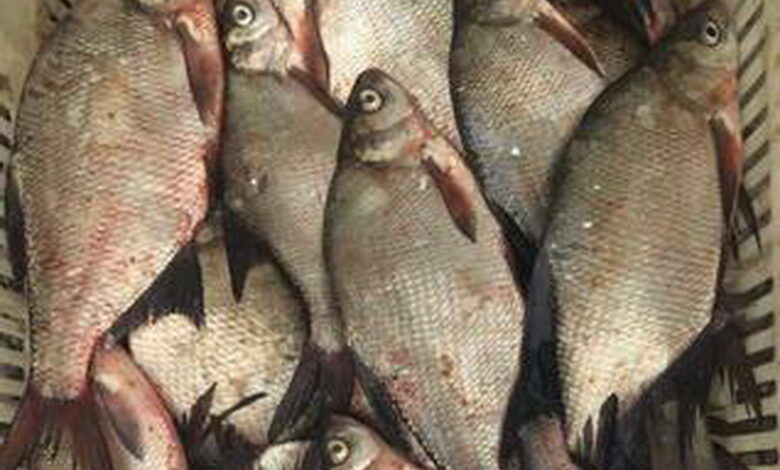 Торгівля рибою