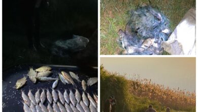 незаконний вилов риби