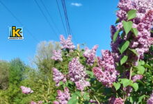 Електромережа і бузок