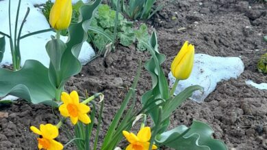 Квіти та сніг