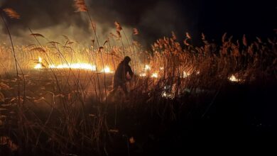Знову на Миколаївщині палає очерет