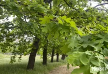 У Миколаєві планують знести 182 дерева для будівництва АЗС, АТБ і автомагазину (фото: МикВісті)
