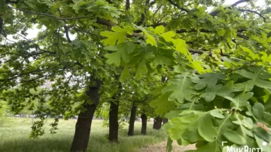 У Миколаєві планують знести 182 дерева для будівництва АЗС, АТБ і автомагазину (фото: МикВісті)