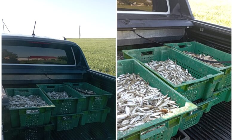 незаконний вилов риби